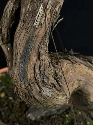 bonsai vittis