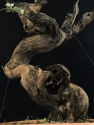 bonsai vittis
