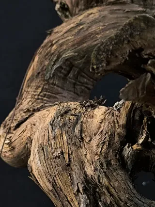 bonsai vittis