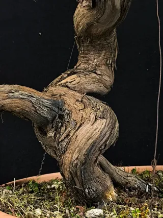 bonsai vittis