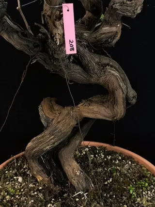 bonsai vittis
