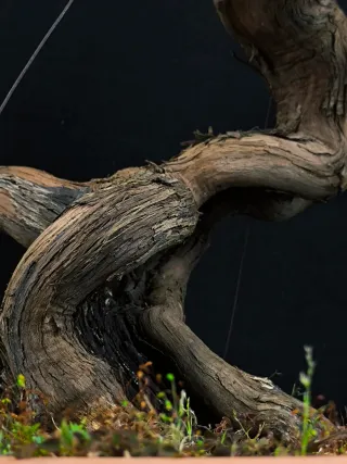 bonsai vittis