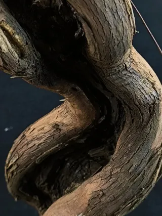 bonsai vittis