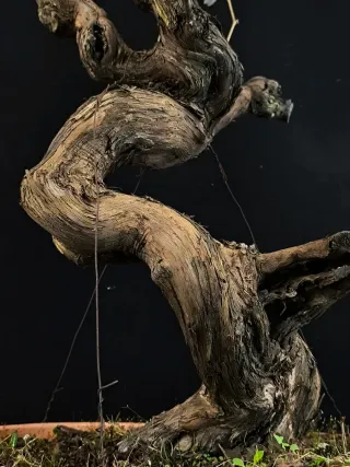 bonsai vittis