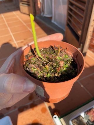 Sarracenia e Drosere