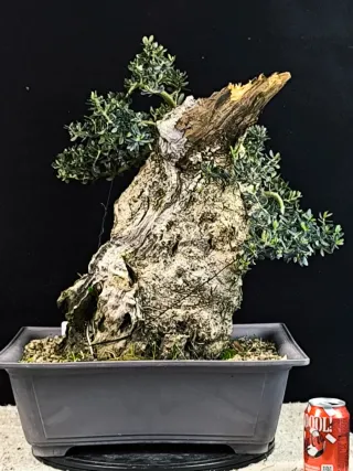 bonsai acebuche olivo