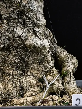 bonsai acebuche olivo