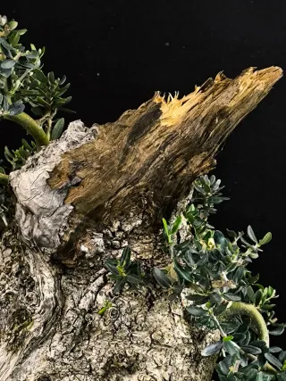 bonsai acebuche olivo