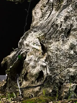 bonsai acebuche olivo