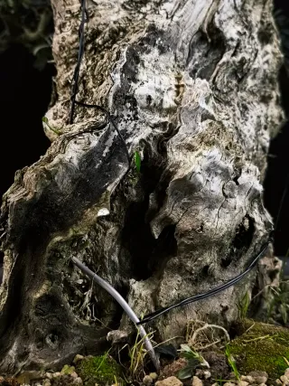 bonsai acebuche olivo