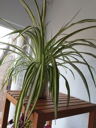 Planta cinta o mala madre