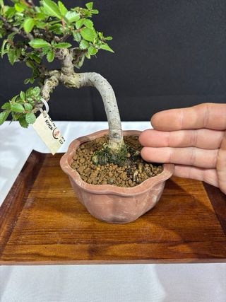 Bonsai Ulmus parvifolia