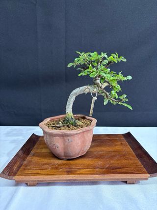 Bonsai Ulmus parvifolia