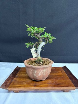 Bonsai Ulmus parvifolia