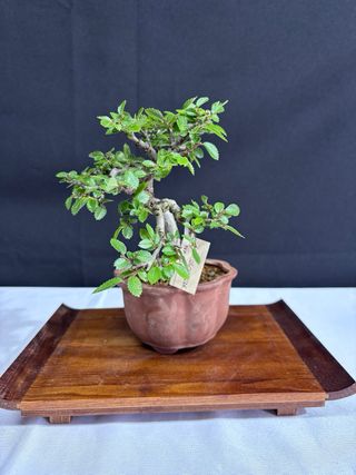 Bonsai Ulmus parvifolia