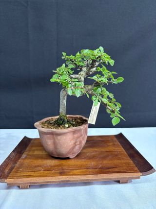 Bonsai Ulmus parvifolia