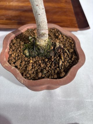Bonsai Ulmus parvifolia