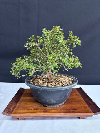Bonsai Jazmin Nudiflorum