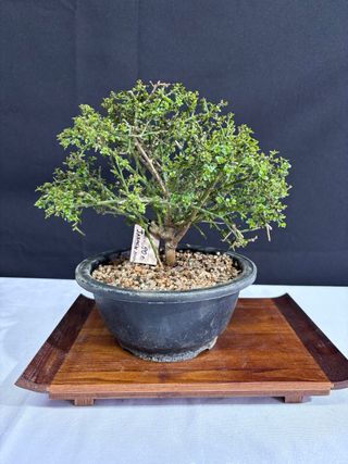 Bonsai Jazmin Nudiflorum