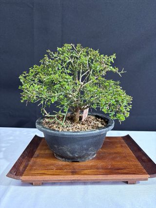 Bonsai Jazmin Nudiflorum