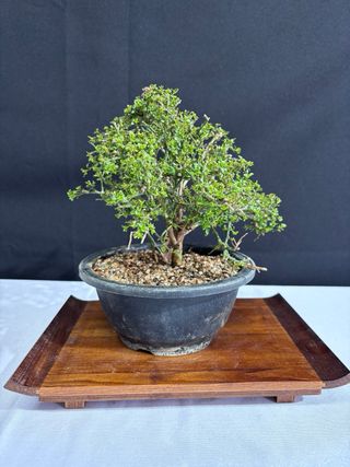 Bonsai Jazmin Nudiflorum