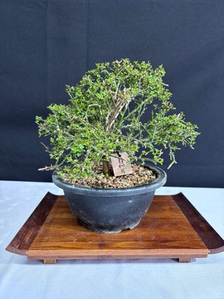 Bonsai Jazmin Nudiflorum