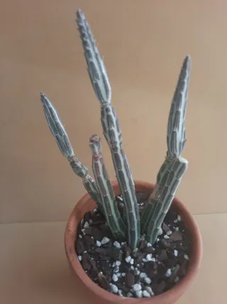 Senecio stapeliiformis / Kleinia stapeliiformis