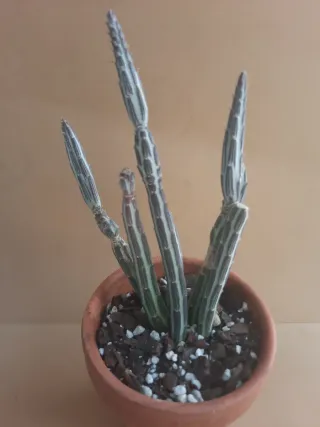 Senecio stapeliiformis / Kleinia stapeliiformis