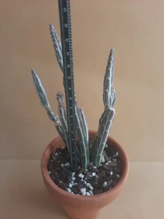 Senecio stapeliiformis / Kleinia stapeliiformis