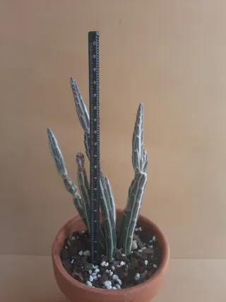 Senecio stapeliiformis / Kleinia stapeliiformis