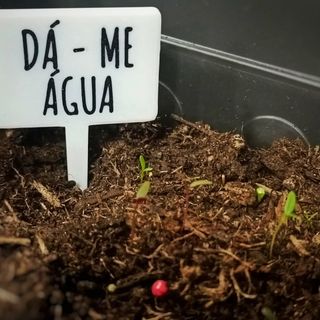 Kit 7 Placas Divertidas p/ Plantas