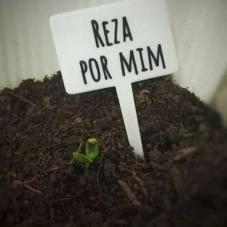 Kit 7 Placas Divertidas p/ Plantas