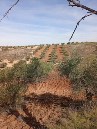 Terreno con 40 olivos