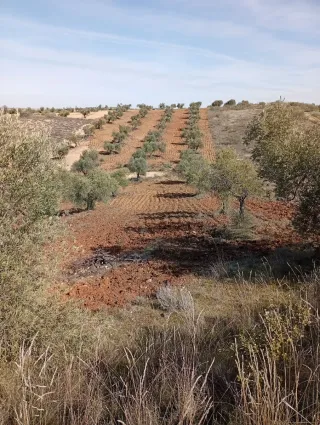 Terreno con 40 olivos