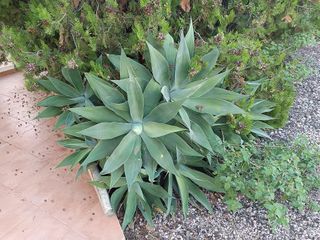 Chalet en venta en Peña de las Águilas en Elche