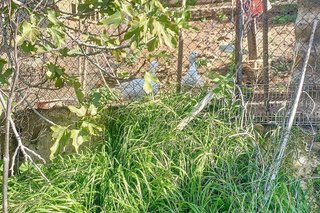 Cortijo en venta en Pizarra