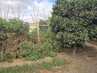 Casa rural en venta en Cerros del Águila en Mijas