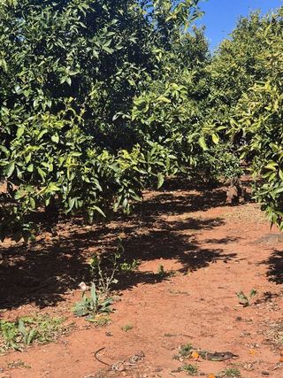 Terreno en venta en Sant Francesc en Valencia