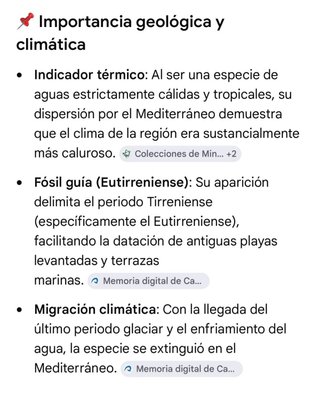 Fósil Strombus bubonius fósil-guia del Pleistoceno