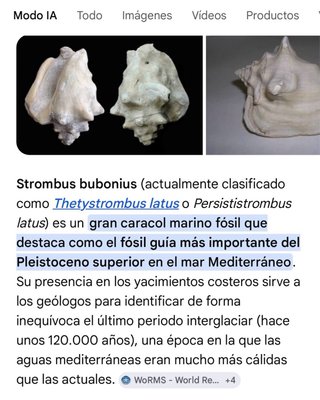 Fósil Strombus bubonius fósil-guia del Pleistoceno