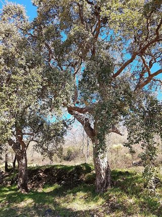Terreno en venta en Candeleda