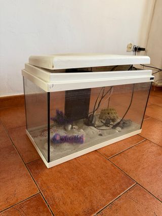 Pecera