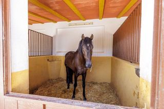 Cortijo en venta en Morón de la Frontera