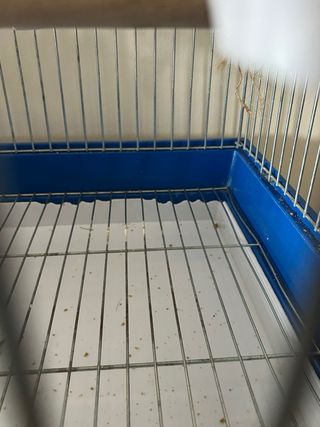 Jaula para loro con plato