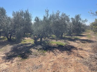 Casa rural en venta en Albolote
