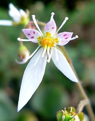 Saxifraga Stolonifera 'Maroon Beauty' pequeña.