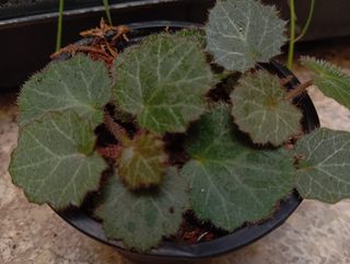 Saxifraga Stolonifera 'Maroon Beauty' pequeña.