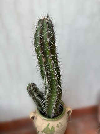 Cactus Palillo de Dientes Stetsonia coryne
