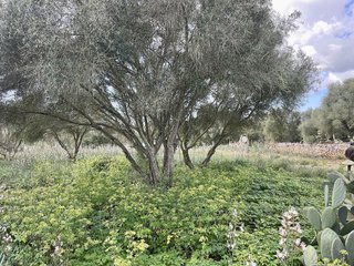 Casa rural en venta en Campos