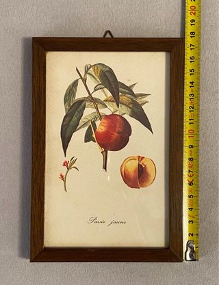Set 4 Quadretti Botanici Vintage Stampe Frutta